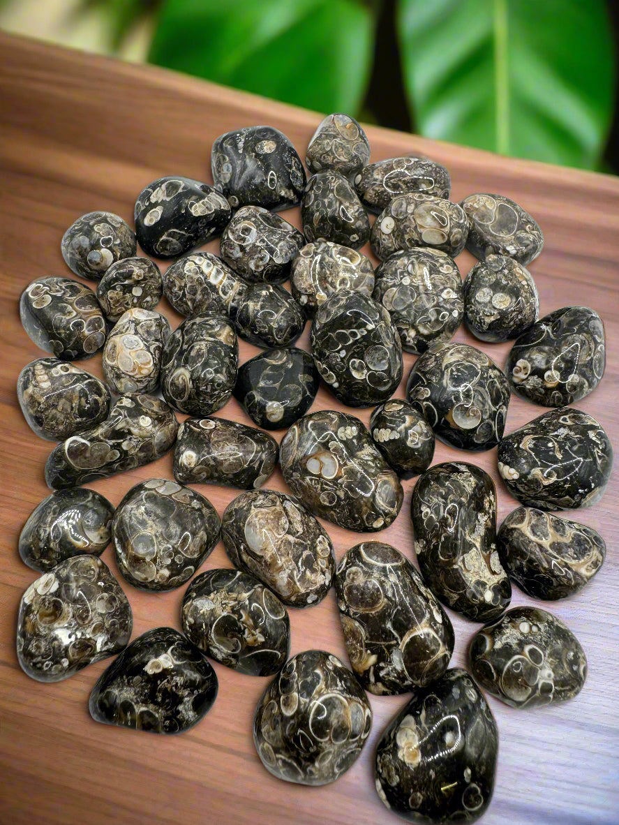 Natural Turritella Agate Stones – Grounding, Protection & Emotional Healing