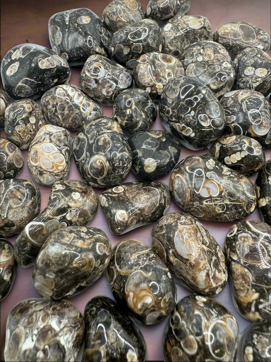 Natural Turritella Agate Stones – Grounding, Protection & Emotional Healing