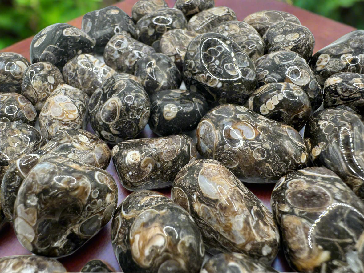 Natural Turritella Agate Stones – Grounding, Protection & Emotional Healing