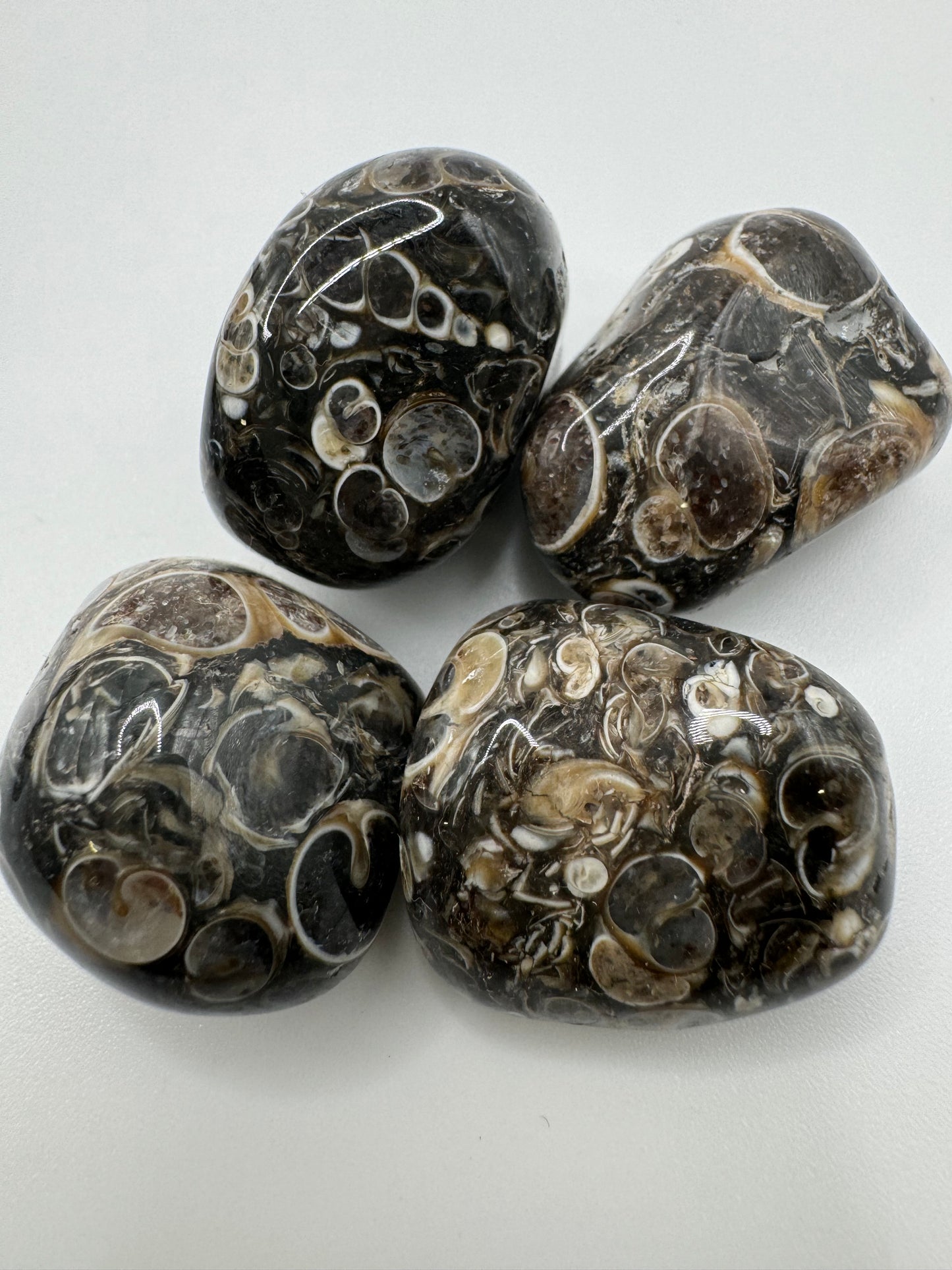 Natural Turritella Agate Stones – Grounding, Protection & Emotional Healing